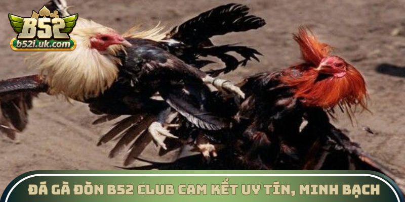 Đá gà đòn B52 Club cam kết uy tín, minh bạch