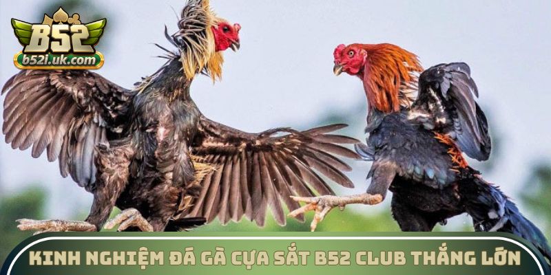 Kinh nghiệm Đá gà cựa sắt B52 Club thắng lớn