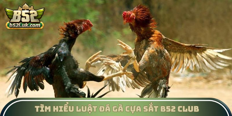 Tìm hiểu luật Đá gà cựa sắt B52 Club