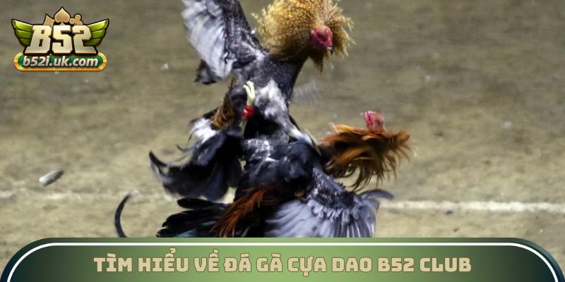 Tìm hiểu về Đá gà cựa dao B52 Club